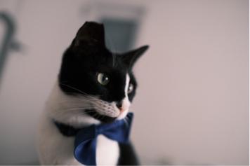 菲感數位 - 動物寫真 