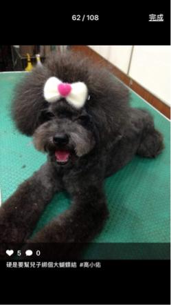 HappyHouse 個人特約寵物精剪 -  HappyHouse 個人特約寵物精剪 -