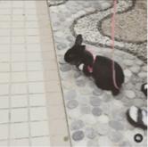 以斯帖兔兔寄養 - 影片有點糊