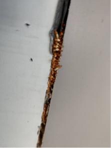 討唐除蟲 - 白蟻