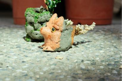 仰式漂浮手作教室 - 水泥盆栽捏塑課程