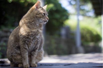 Hong攝影 -   Hong攝影 -