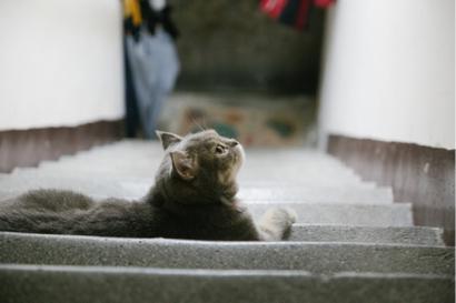 Hong攝影 -   Hong攝影 -