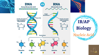 Olivia不只是家教 - Nucleic Acid- IB/AP Biology

重中之重的重頭戲來囉- Nucleic Acid！！

孩子們，接下來和Nucleic Acid相關的topic很多！！從DNA replication、Gene expression到biotechnology 的gel electrophoresis 和PCR⋯⋯通通都在你們的考試範圍內。所以基礎的概念一定要學好蛤～～

相關課程諮詢請來信或留訊息聯絡喔～Facebook: Olivia不只是家教