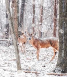 Eva C. - 2019 winter&rsquo;