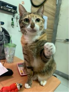 吳采芙 - 客戶寄養14天的可愛貓咪 Uni 吳采芙 - 客戶寄養14天的可愛貓咪 Uni