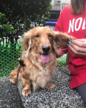 吳采芙 - 客戶寄養4天的可愛臘腸 Q比 吳采芙 - 客戶寄養4天的可愛臘腸 Q比