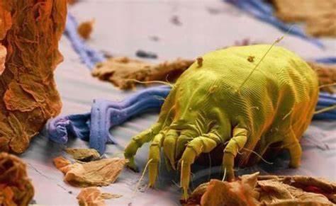 蟎久黴見 除塵蟎居家清潔公司 - 