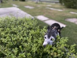 哉PACENPAW - 在樹叢上找零食