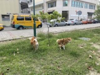 哉PACENPAW - 便便紀錄