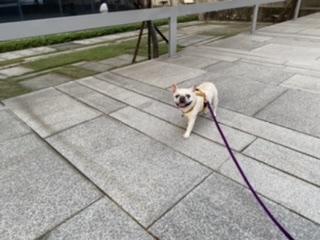 哉PACENPAW - 散步紀錄