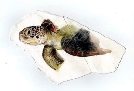 珍瑚工作室 - 日常練習/海龜 珍瑚工作室 - 日常練習/海龜