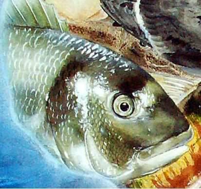 珍瑚工作室 - 水彩作品 /鯛魚 珍瑚工作室 - 水彩作品 /鯛魚