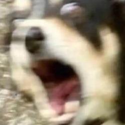 提供民法820服務的專家Josh