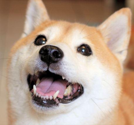 M麻-寵物到府服務 - 自家毛孩