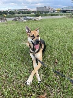 KuoKuo寵物行為訓練師 - 