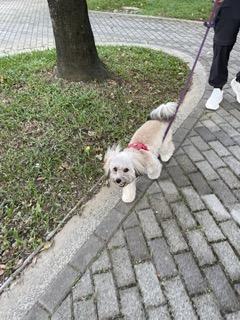 KuoKuo寵物行為訓練師 - 遛狗服務
超可愛的比熊