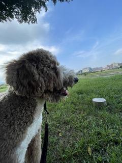 KuoKuo寵物行為訓練師 - 