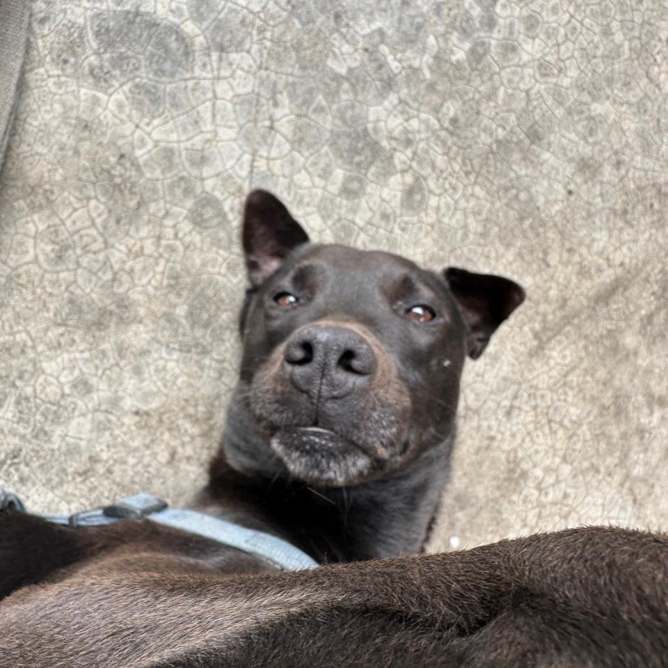 提供遛狗绳服務的專家游承燁