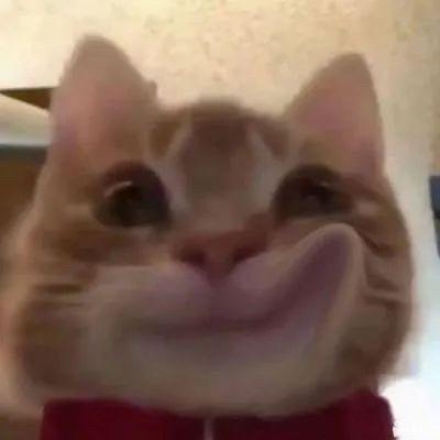 於夏的夜 - 高興的貓