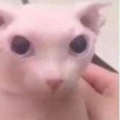 孫麵包 - 這是一隻貓