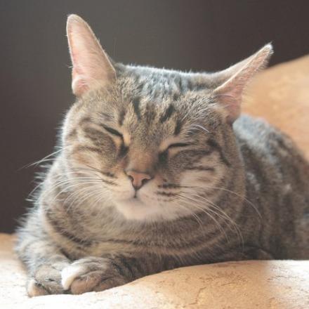 提供rwd服務的專家Van