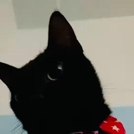 提供浪板屋服務的專家鄭任成