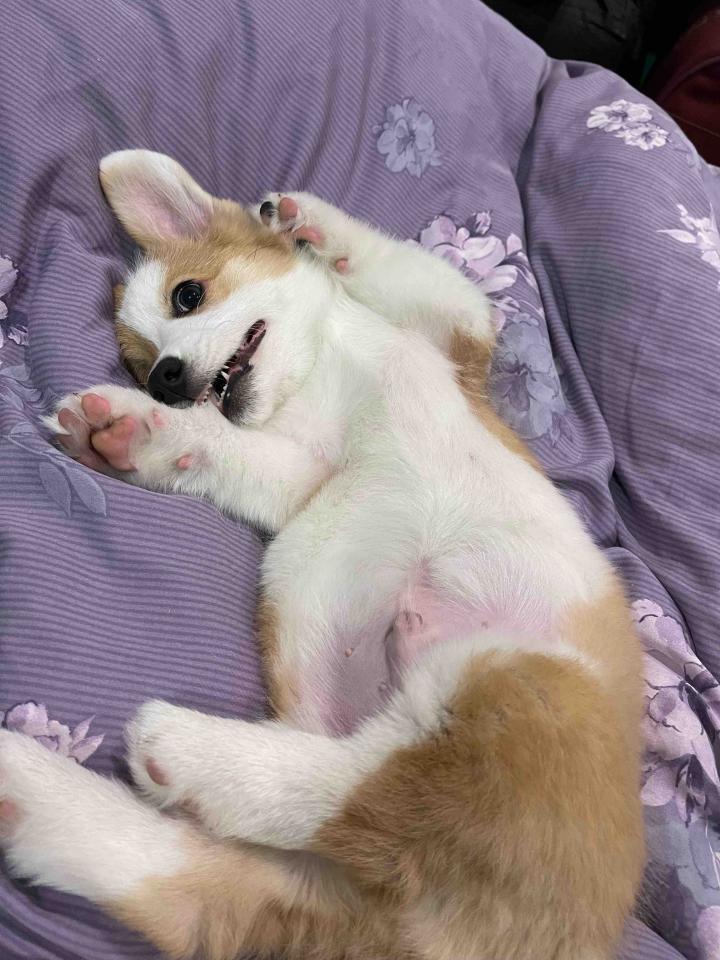 派大星 - 寵物都可以睡床喔