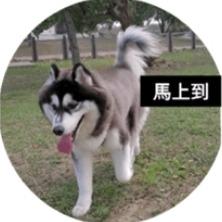 提供遛狗服務的專家代客遛狗