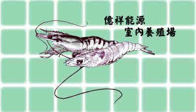 陳似庭 - 形象製作