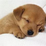 提供垃圾處理服務的專家阿德