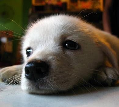 提供行銷學林建煌服務的專家鄭佳煌