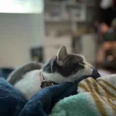 提供寄養服務的專家Eile