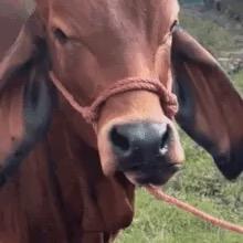 提供代購服務的專家林林