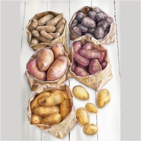 kiwi 設計工作室 - 插畫