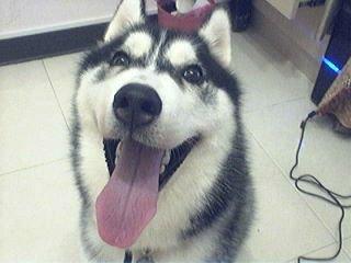 Zheng Jia Xin - 以前養的哈士奇