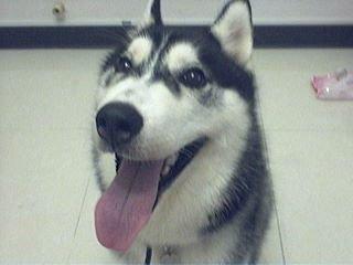 Zheng Jia Xin - 以前養的哈士奇