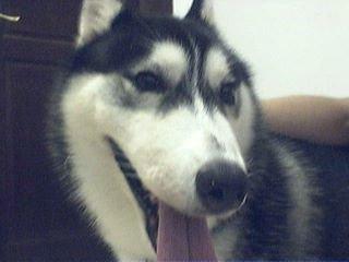 Zheng Jia Xin - 以前養的哈士奇