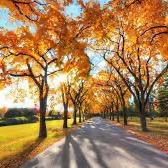 提供蘋果服務的專家蘋果