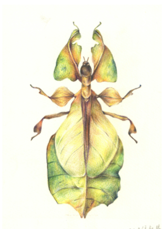 邱鉦揚 - 色鉛筆技法