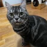 提供模型服務的專家張凱翔