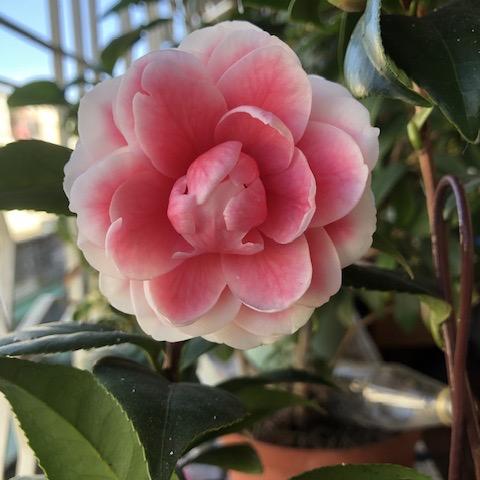 提供經營管理服務的專家薇薇