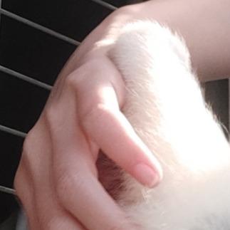 提供蘋果服務的專家蘋果酪梨