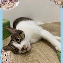 諾媽寵物保姆 - 