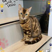 諾媽寵物保姆 - 