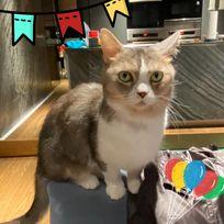 諾媽寵物保姆 - 