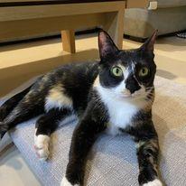 諾媽寵物保姆 - 