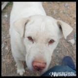 提供批土服務的專家宋明達