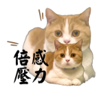 安西 - 貓貓貼圖