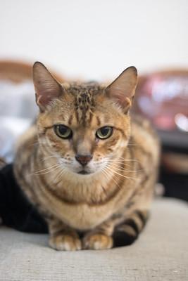 吳健豪 - 豆仔的帥照